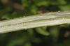 image of Forsythia 