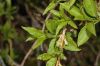 image of Forsythia 