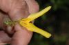image of Forsythia 