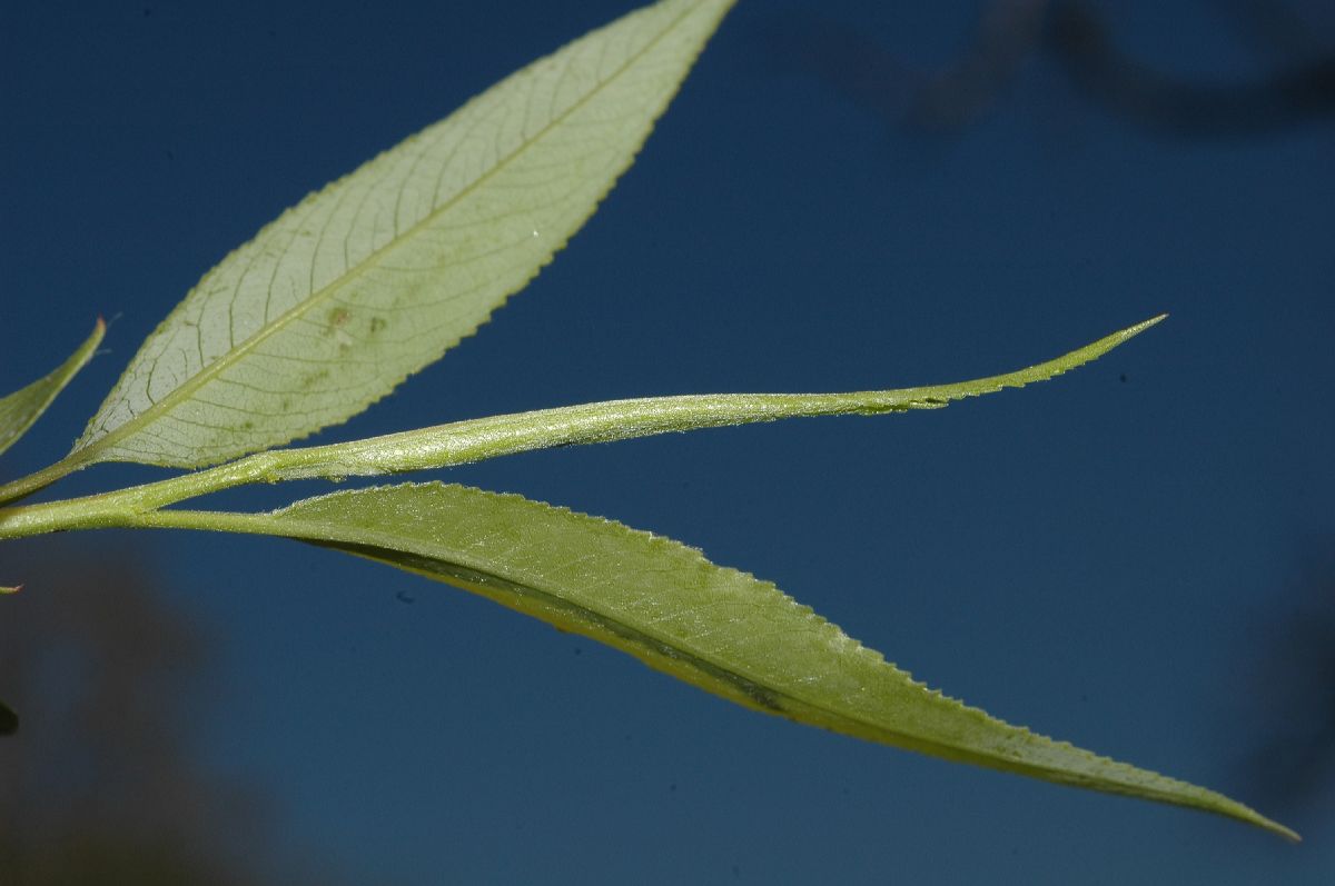 Salicaceae Salix amygdaloides