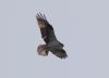 image of Pandion haliaetus