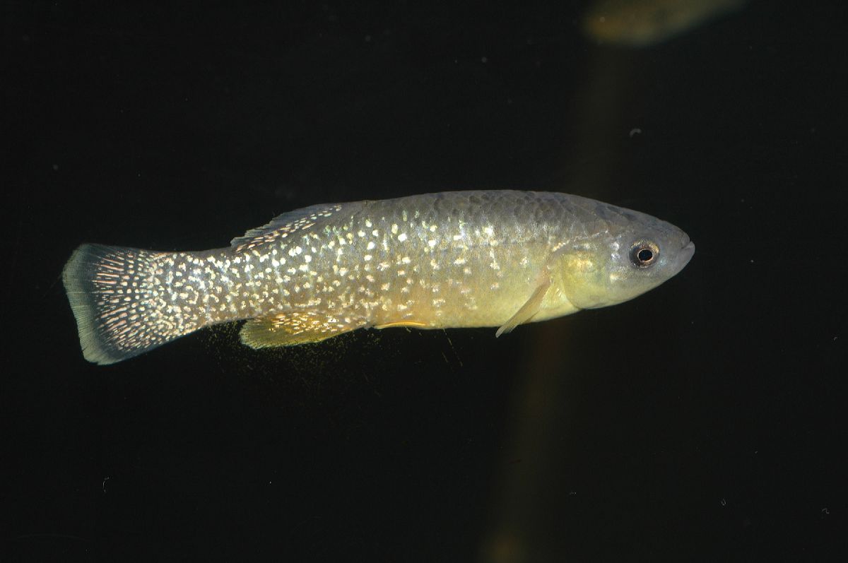 Poeciliidae Fundulus heteroclitus