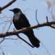 image of Corvus ossifragus