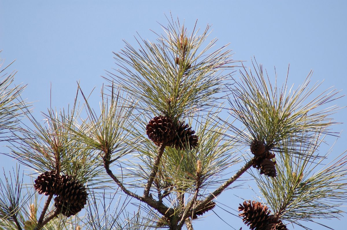 Pinaceae Pinus taeda