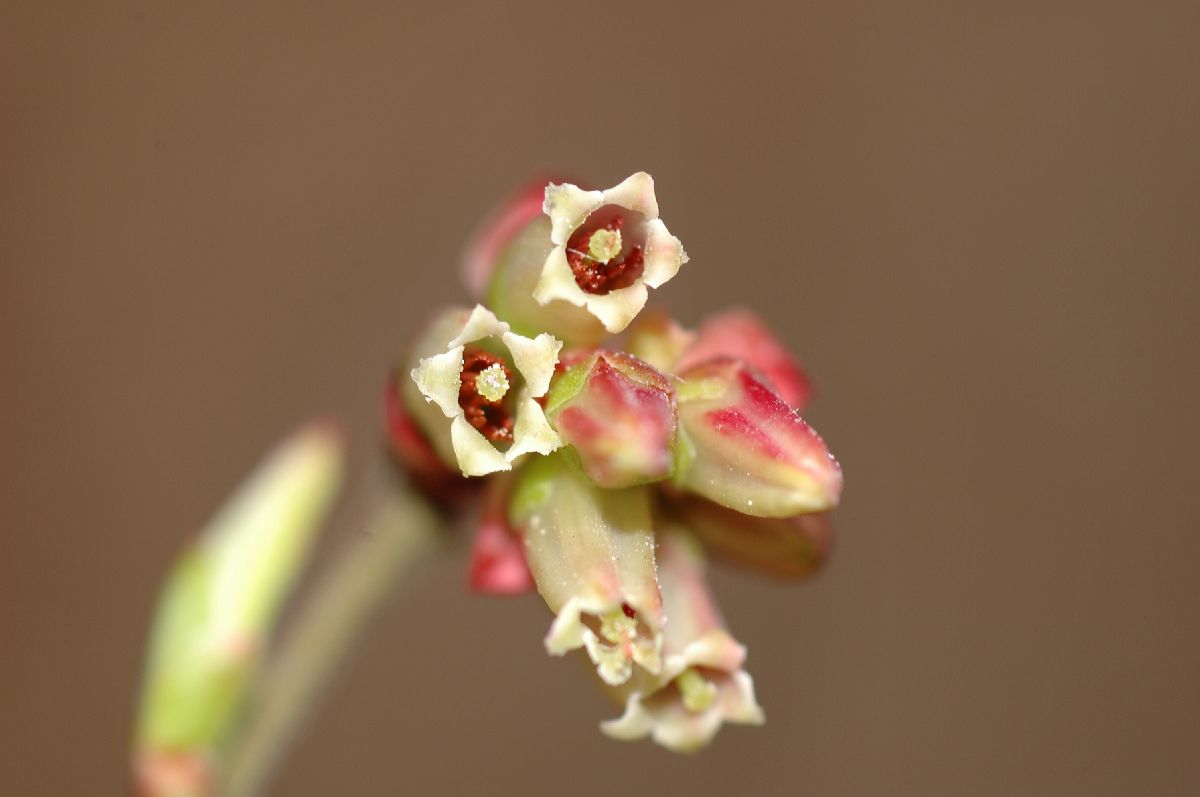 Ericaceae Vaccinium corymbosum
