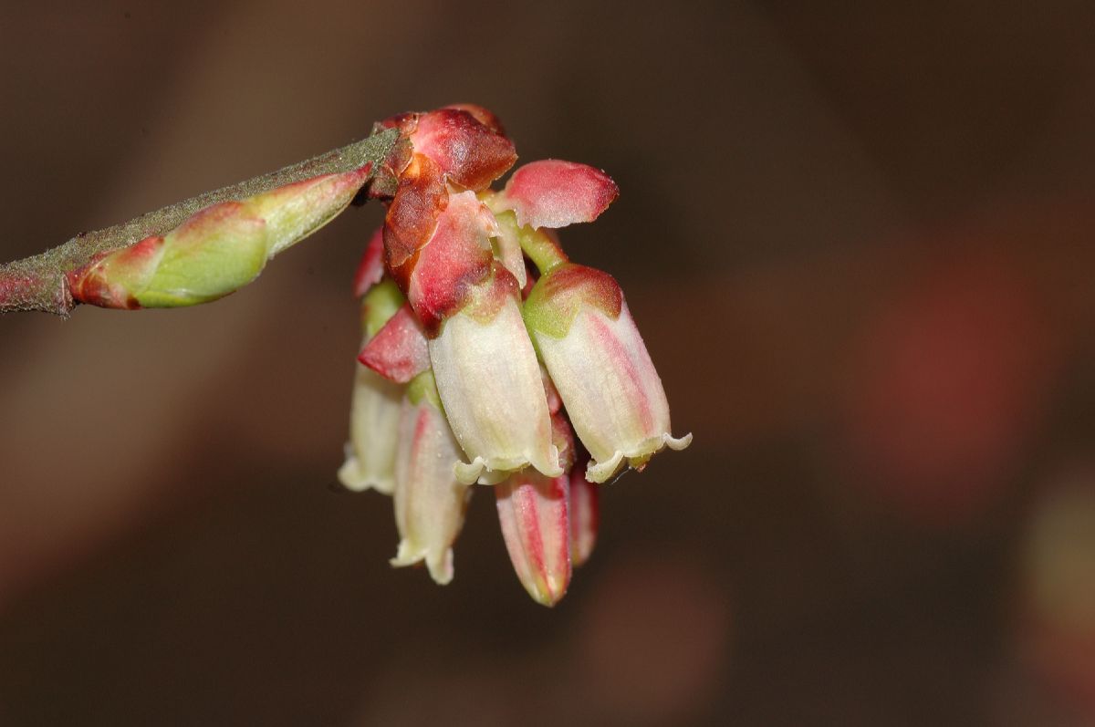 Ericaceae Vaccinium corymbosum