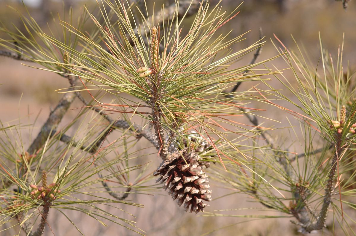 Pinaceae Pinus taeda