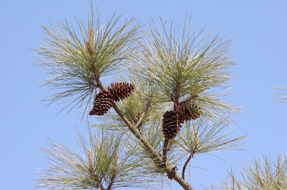 Pinaceae Pinus taeda