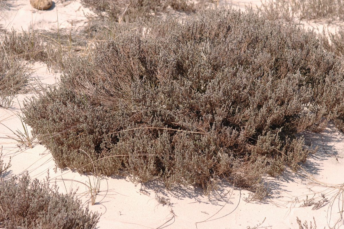 Cistaceae Hudsonia tomentosa