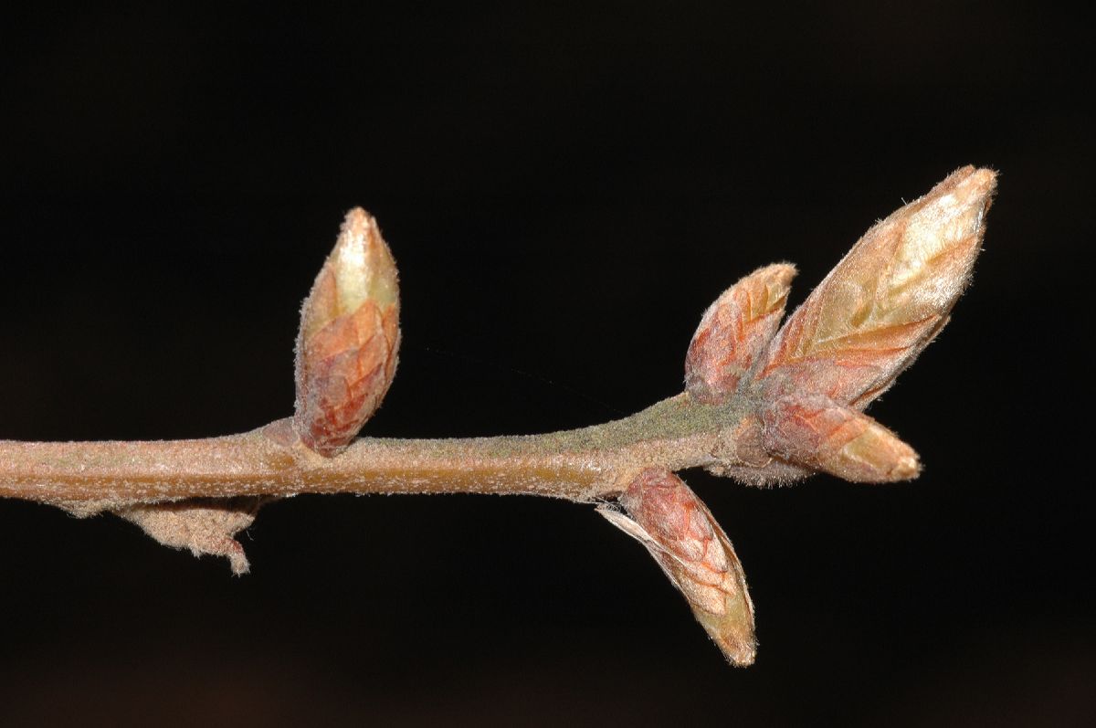 Fagaceae Quercus falcata