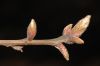 image of Quercus falcata