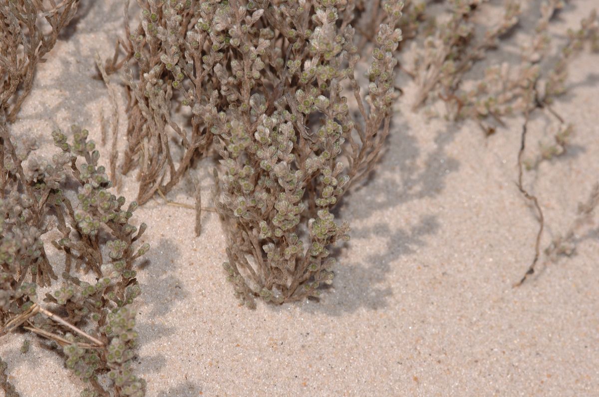 Cistaceae Hudsonia tomentosa
