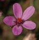 image of Erodium cicutarium