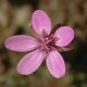image of Erodium cicutarium