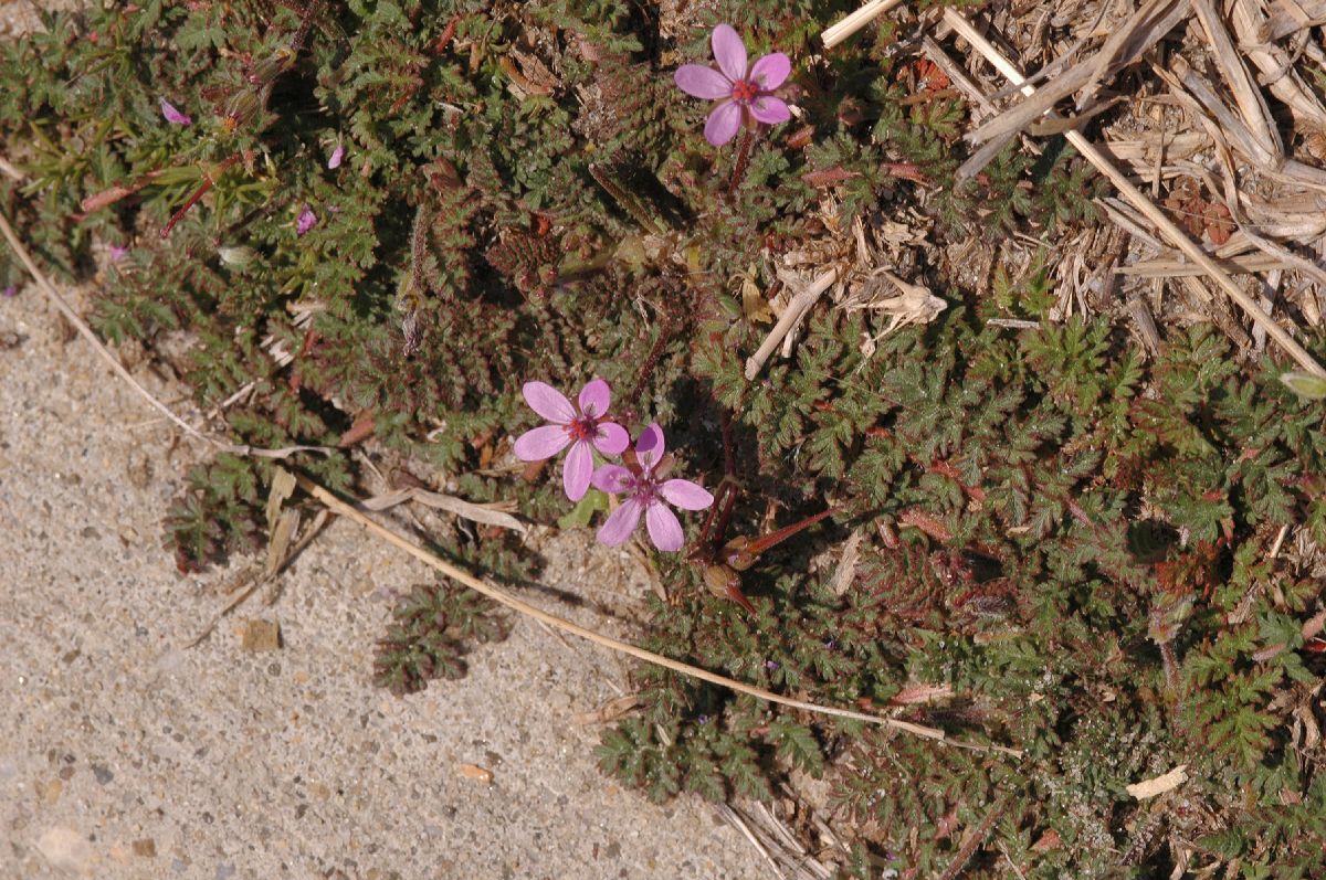 Geraniaceae Erodium cicutarium