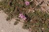image of Erodium cicutarium