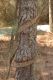 image of Campsis radicans