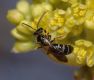 image of Sassafras albidum