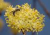 image of Sassafras albidum