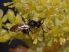 image of Sassafras albidum
