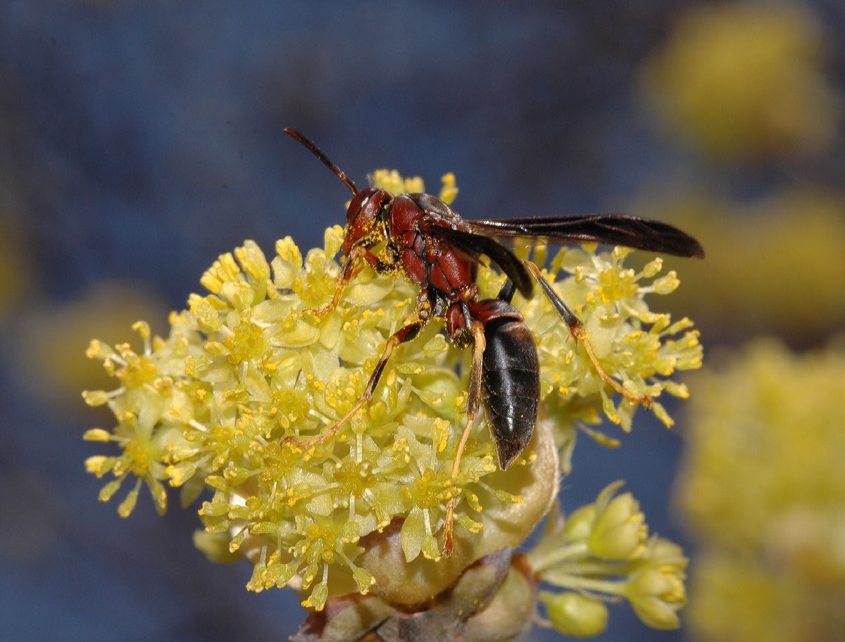 Vespidae Polistes fuscatus