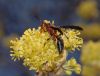 image of Sassafras albidum
