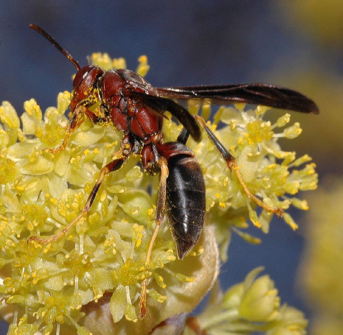 Vespidae Polistes fuscatus