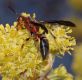 image of Polistes fuscatus