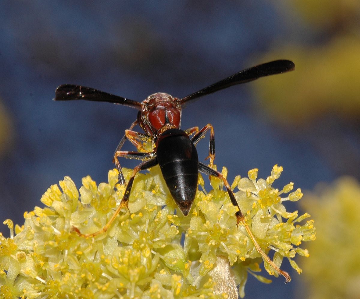 Vespidae Polistes fuscatus