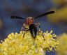 image of Polistes fuscatus