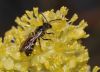 image of Sassafras albidum