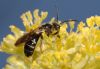 image of Sassafras albidum