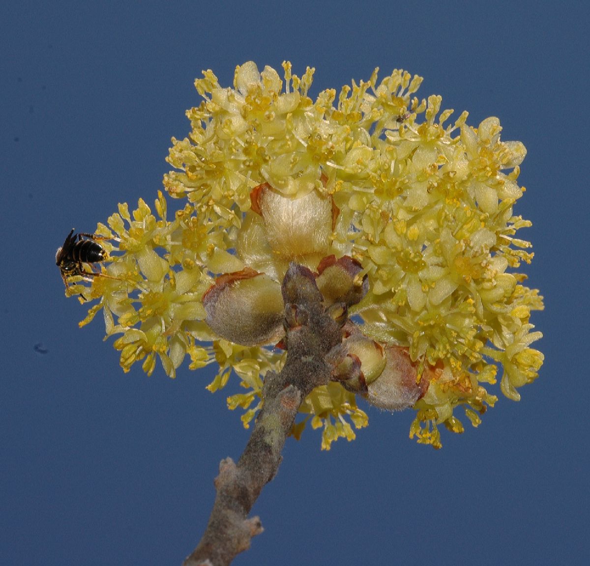 Lauraceae Sassafras albidum