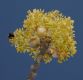 image of Sassafras albidum