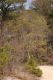 image of Sassafras albidum