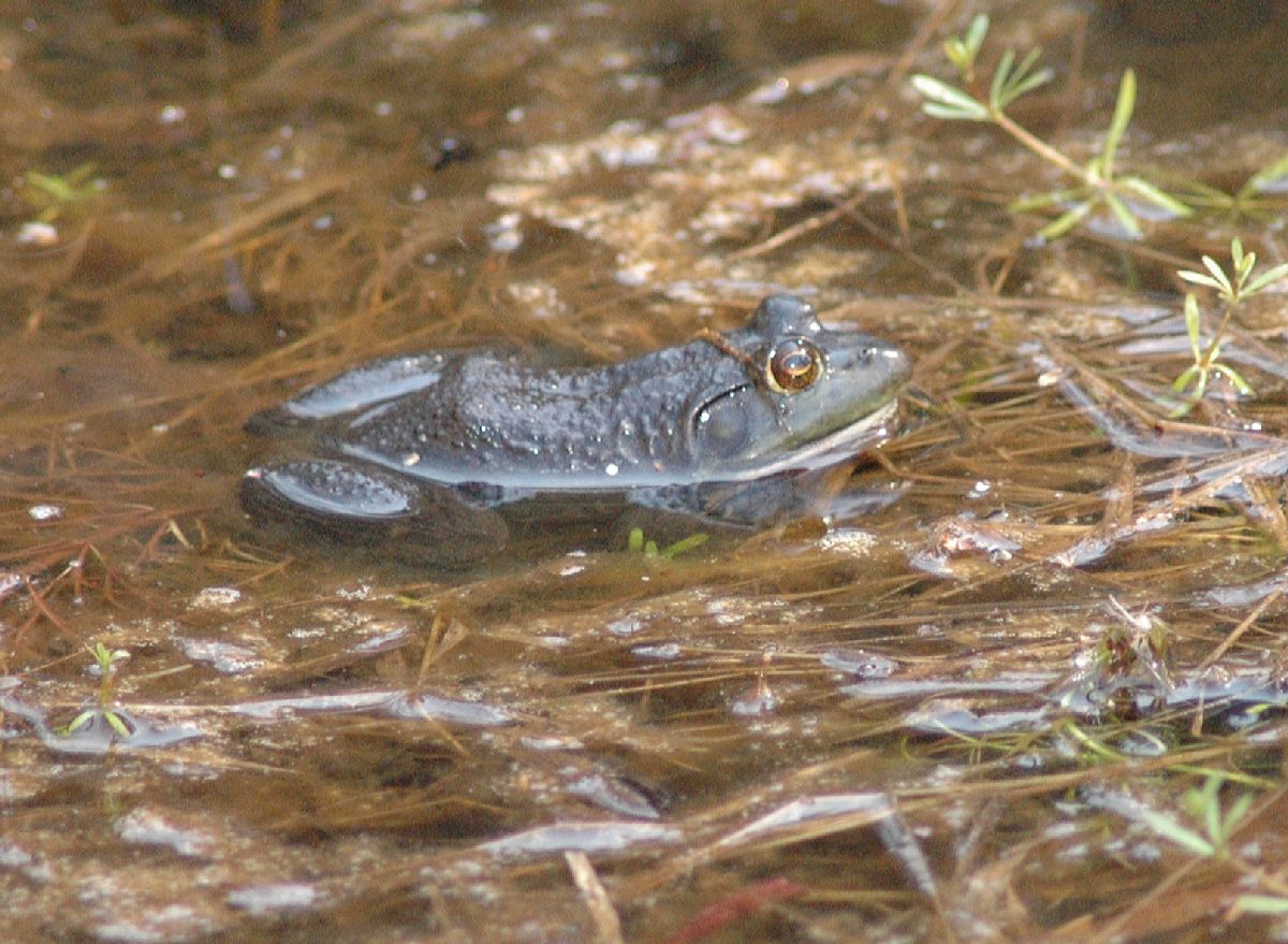 Ranidae Rana catesbeiana
