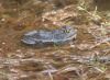 image of Rana catesbeiana