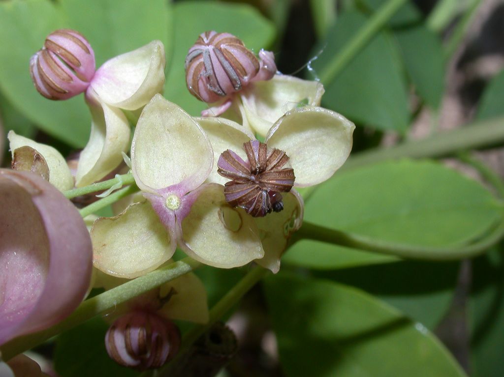 Lardizabalaceae Akebia quinata