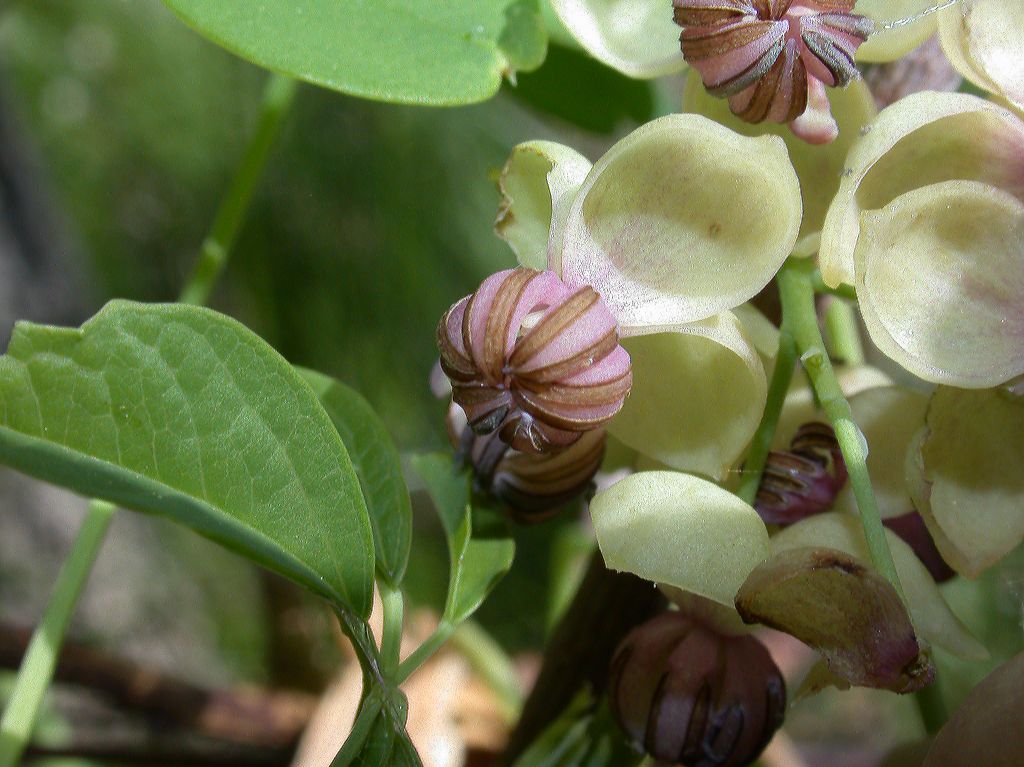 Lardizabalaceae Akebia quinata