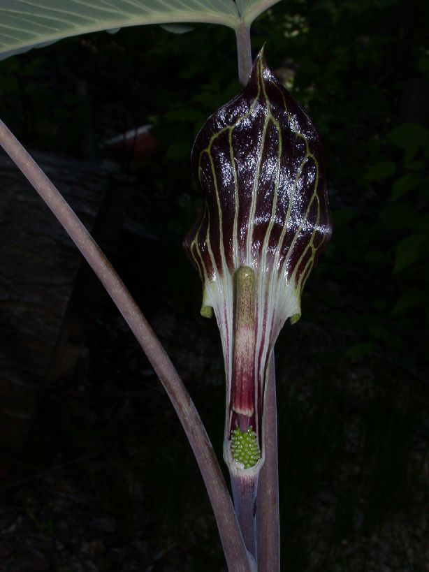 Araceae Arisaema triphyllum