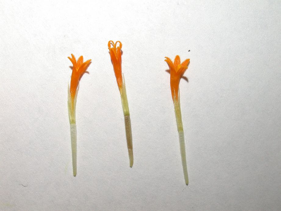 Asteraceae Tagetes patula