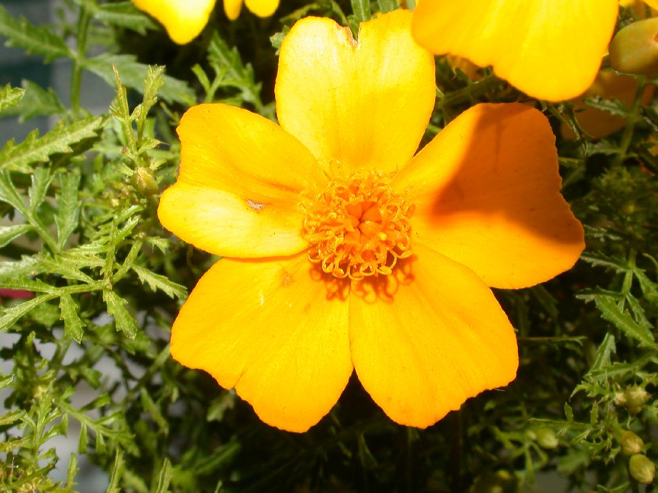 Asteraceae Tagetes patula