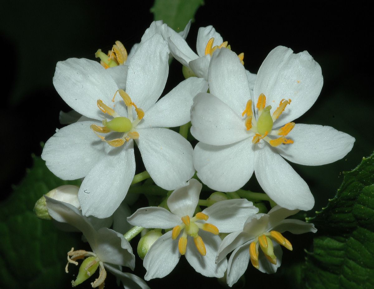 Berberidaceae Diphylleia cymosa