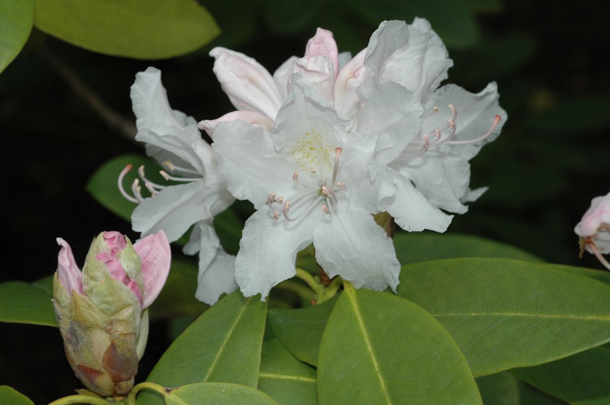 Ericaceae Rhododendron 