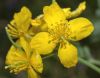 image of Chelidonium majus