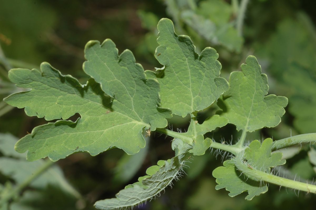Papaveraceae Chelidonium majus