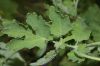 image of Chelidonium majus