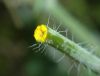 image of Chelidonium majus