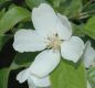 image of Malus 