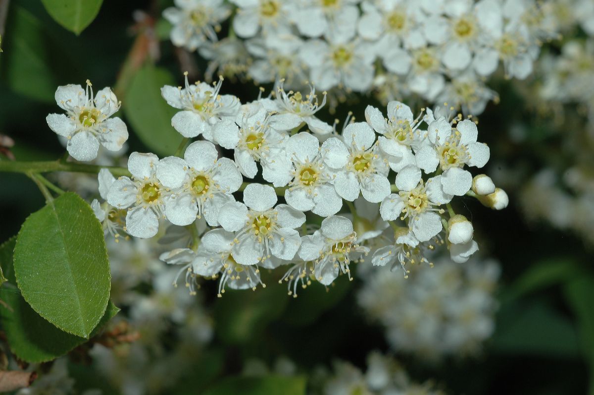 Rosaceae Prunus virginiana